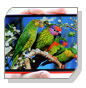 ʤѴ˭Һ IPS Full HD Ҵ 6  д䫹ѹѹͧ Nokia Lumia 1520